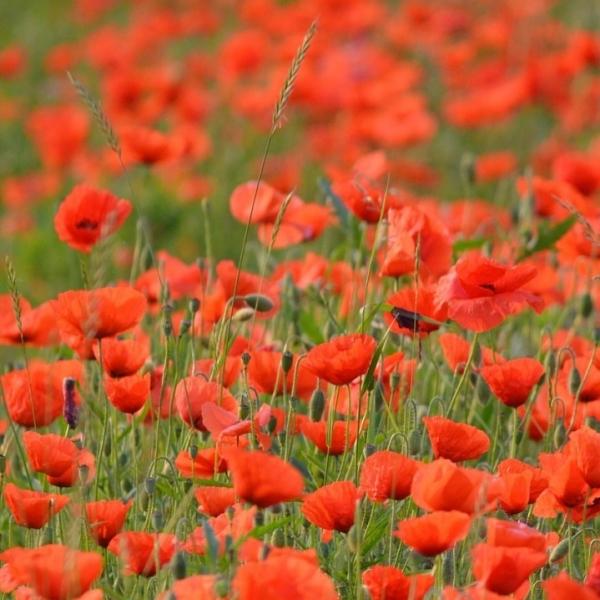 Webdesigner Ieper website of webshop laten bouwen